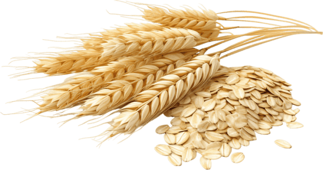 Beta glucanase enzyme ingredient